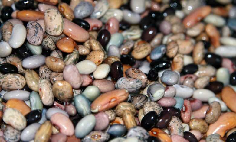 beans, vegan, food, healthy, vegetarian, legumes, brown healthy, legumes, legumes, legumes, legumes, legumes