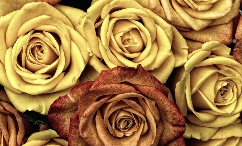 flowers, roses, flower wallpaper