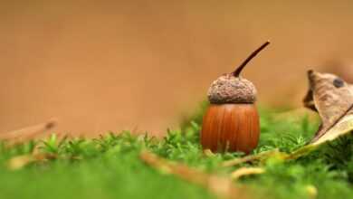 nut, acorn, oaknut, edible, seed