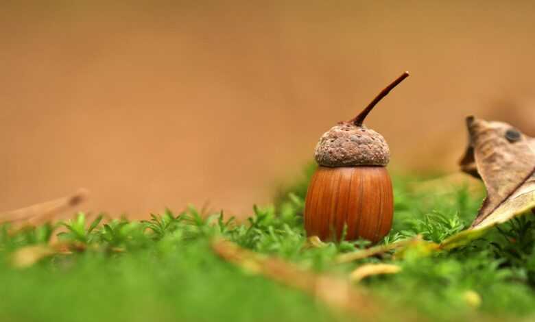 nut, acorn, oaknut, edible, seed