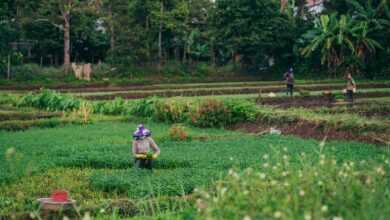 countryside, harvest, farmer, agriculture, rural, farmer, farmer, farmer, farmer, farmer