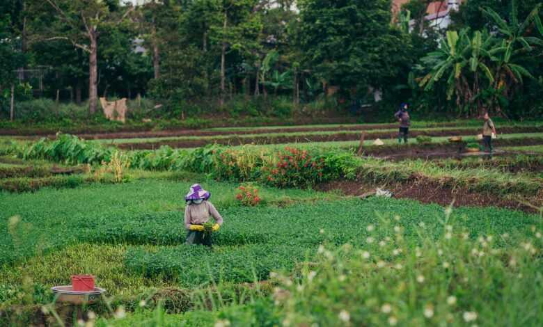 countryside, harvest, farmer, agriculture, rural, farmer, farmer, farmer, farmer, farmer