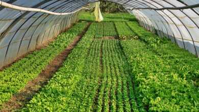 greenhouses, vegetable, organic, costs, food