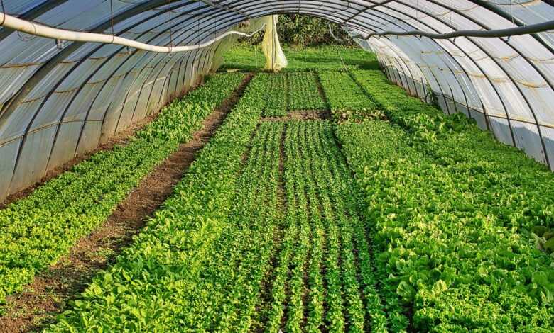 greenhouses, vegetable, organic, costs, food