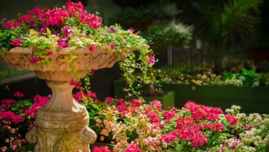 garden, flowers, plants, pink flowers, bloom, blossom, flora, floriculture, horticulture, botany, nature, flower garden, flower background, spring, park, botanical garden, garden, garden, garden, garden, garden, beautiful flowers, flowers, flower wallpaper, flower garden, flower garden