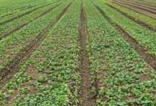 field, plants, horticulture, garden, culture, agriculture, seedlings, nature, crop production, agricultural economics