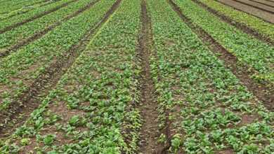 field, plants, horticulture, garden, culture, agriculture, seedlings, nature, crop production, agricultural economics