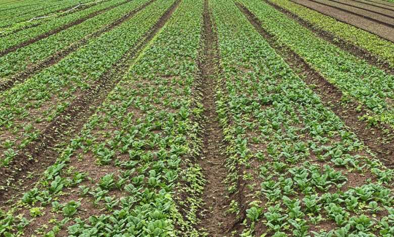 field, plants, horticulture, garden, culture, agriculture, seedlings, nature, crop production, agricultural economics