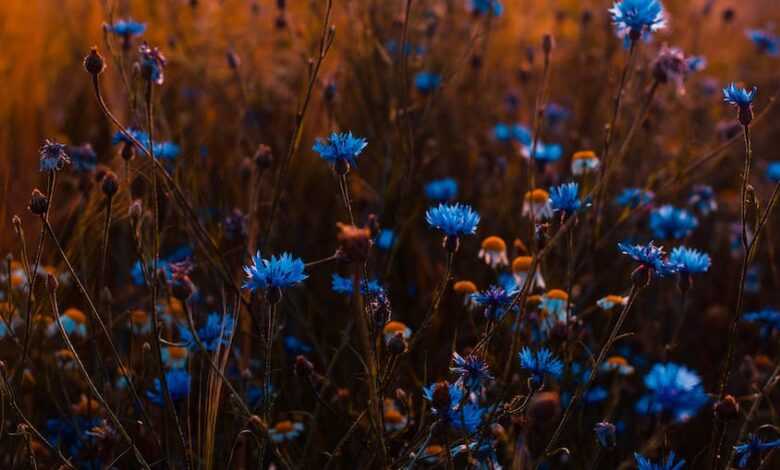 Tilt Shift Lens Photo of Blue Flowers