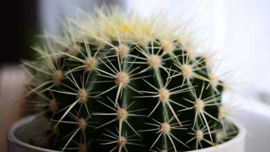 cactus, plant, succulent, flower, beautiful flowers, flora, botany, prickly, botanical, flower wallpaper, cacti, flower background, nature, close up