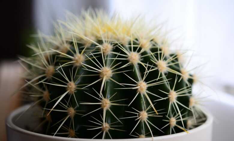 cactus, plant, succulent, flower, beautiful flowers, flora, botany, prickly, botanical, flower wallpaper, cacti, flower background, nature, close up