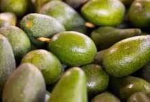 avocados, fruits, fresh avocados, market, farmer's market, organic fruits, avocados, avocados, avocados, avocados, avocados, market
