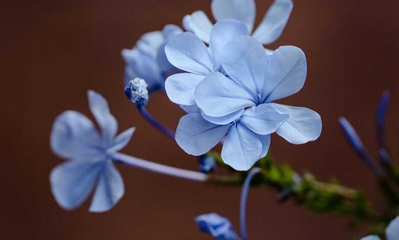 flower, blue flowers, garden, petals, flower wallpaper, beautiful flowers, flower background, blue petals, bloom, blossom, flora, plant, nature, close up, flower, flower, flower, flower, flower