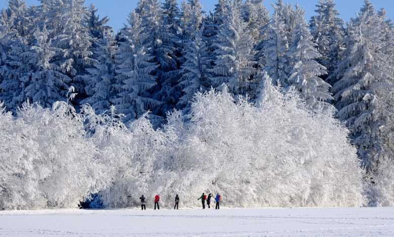 winter, nature, trees