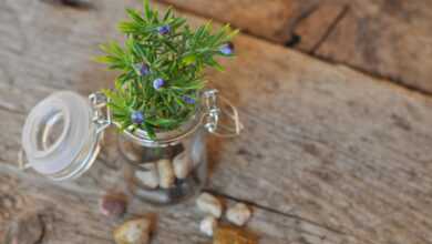 deco, decoration, decorative, decorative branch, artificial flower, still life, decoration, artificial flower, still life, still life, still life, still life, still life