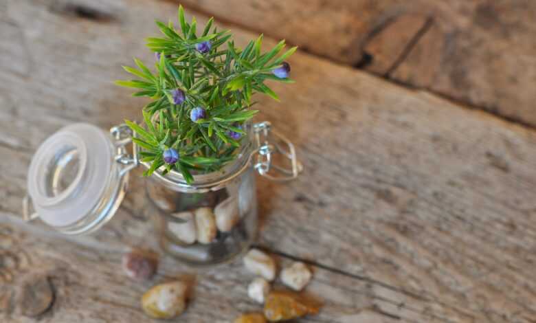 deco, decoration, decorative, decorative branch, artificial flower, still life, decoration, artificial flower, still life, still life, still life, still life, still life