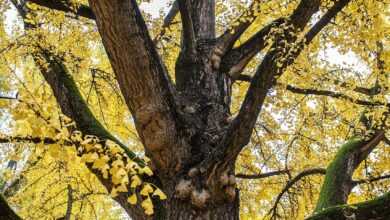 tree, leaves, park