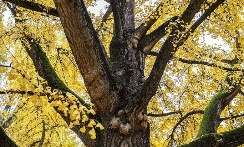 tree, leaves, park