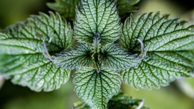 nettle, common nettle, stinging nettle, nettle leaf, urtica dioica, nettle, nettle, nettle, nettle, nettle, stinging nettle, urtica dioica
