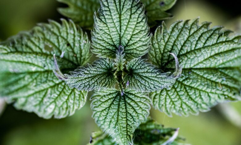 nettle, common nettle, stinging nettle, nettle leaf, urtica dioica, nettle, nettle, nettle, nettle, nettle, stinging nettle, urtica dioica