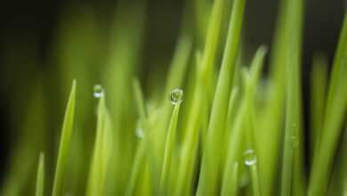 grass, plant, dew