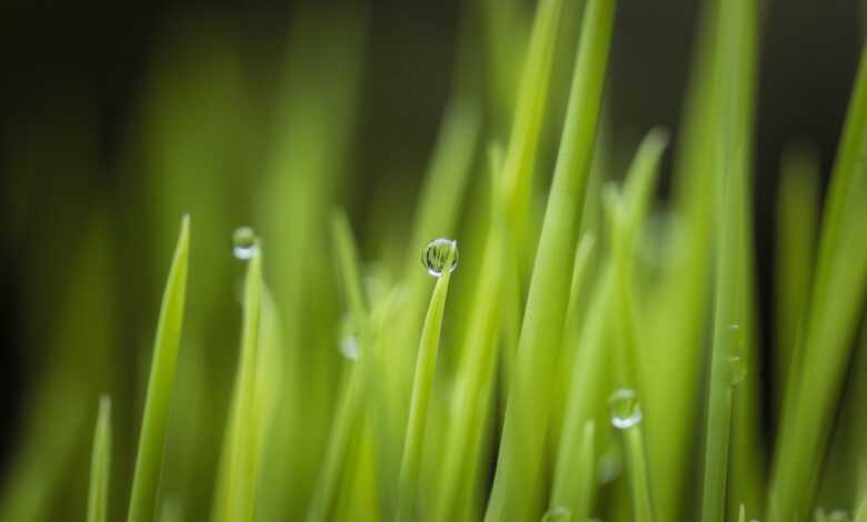 grass, plant, dew