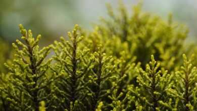 nature, shrub, garden, flora, nature, shrub, shrub, shrub, shrub, shrub