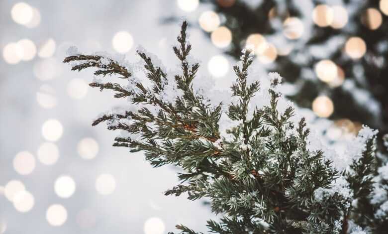 cedar, branch, winter