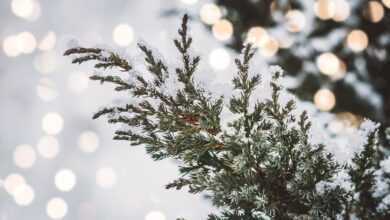 cedar, branch, winter