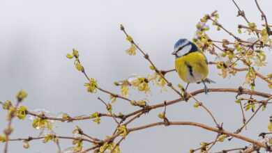 bird, blue tit, forsythia