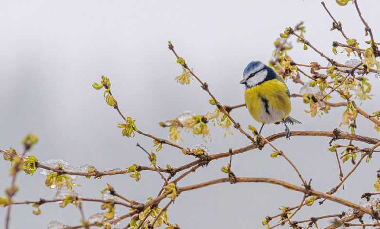 bird, blue tit, forsythia