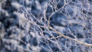 branches, snow, winter