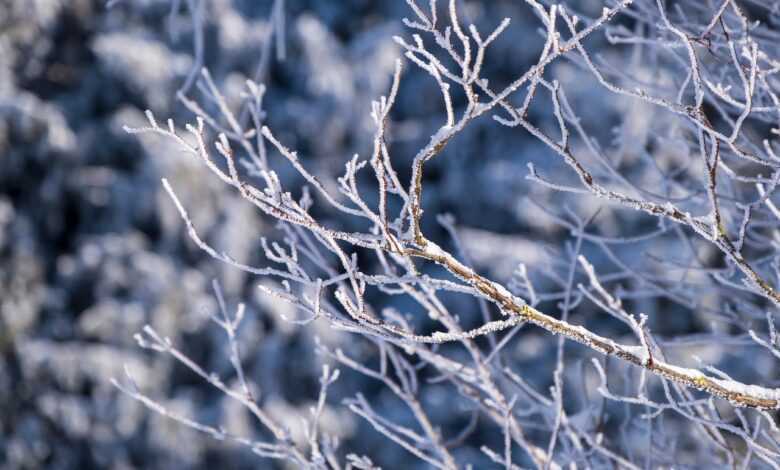 branches, snow, winter