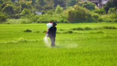 Photograph of a Farmer Spraying Green Grass