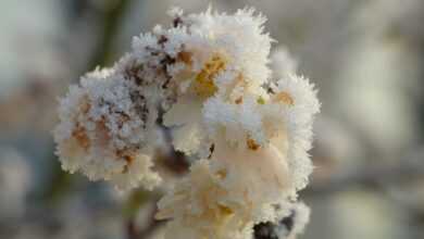 cherry blossoms, frost, branch