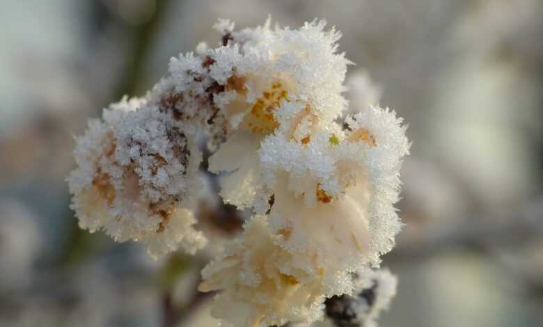 cherry blossoms, frost, branch