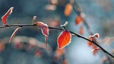 nature, frost, foliage