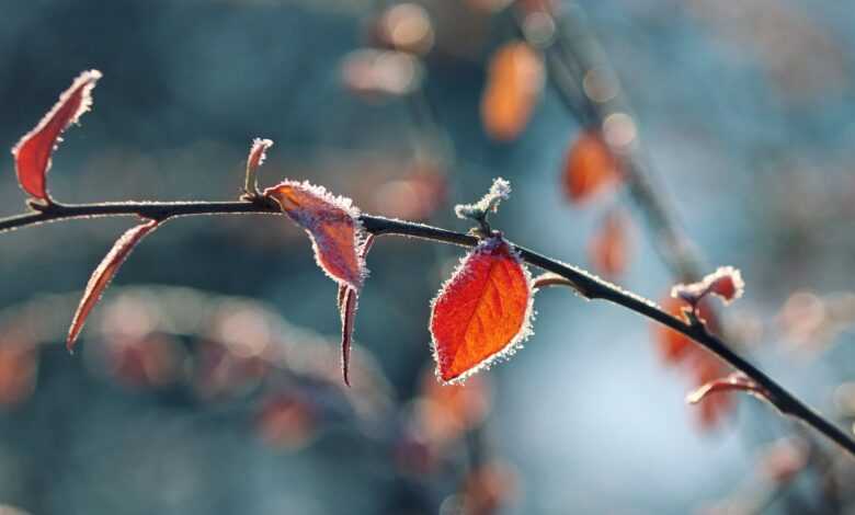 nature, frost, foliage