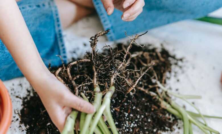 Woman taking sprouts of home plants