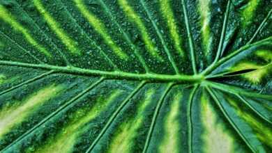 variegated leaf, nature, giant taro