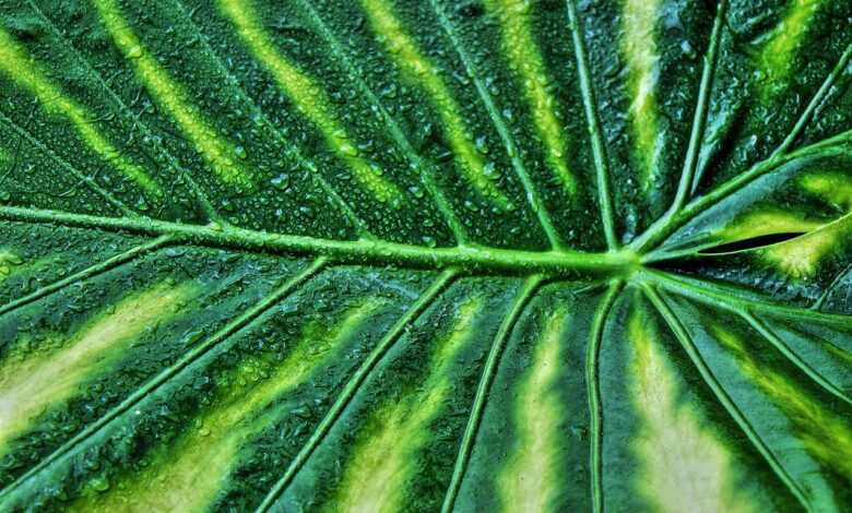 variegated leaf, nature, giant taro