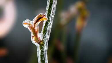 rose stem, frost, winter