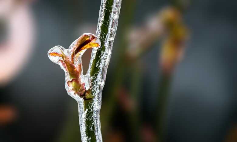 rose stem, frost, winter