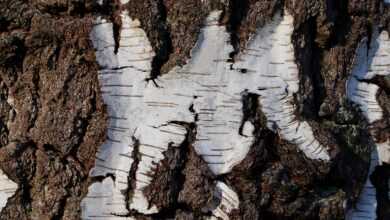 birch bark, nature, sugar birch, tree bark, bark, birch, structure, texture, tree