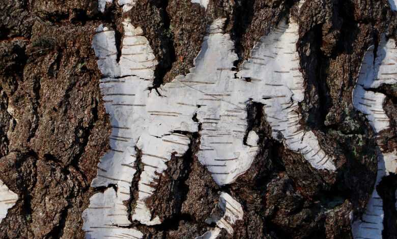 birch bark, nature, sugar birch, tree bark, bark, birch, structure, texture, tree