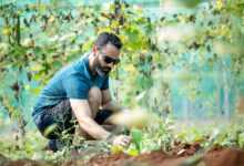 agriculture, man, farmer, gardener, male, farmer, farmer, farmer, farmer, farmer, gardener, gardener