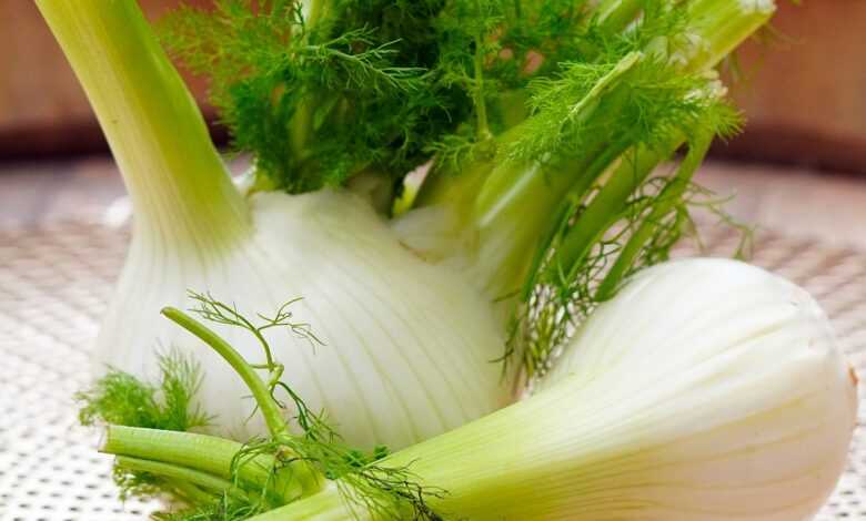 fennel, vegetables, produce