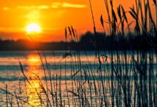 lake, reeds, sunset, landscape, nature, scenery, beach, water, reedy, silhouettes, backlighting, dusk, twilight, sun, lake, lake, sunset, sunset, sunset, sunset, sunset, landscape, beach, sun, sun, sun, sun