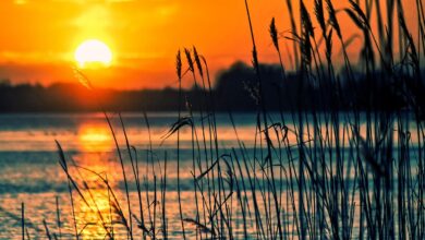 lake, reeds, sunset, landscape, nature, scenery, beach, water, reedy, silhouettes, backlighting, dusk, twilight, sun, lake, lake, sunset, sunset, sunset, sunset, sunset, landscape, beach, sun, sun, sun, sun