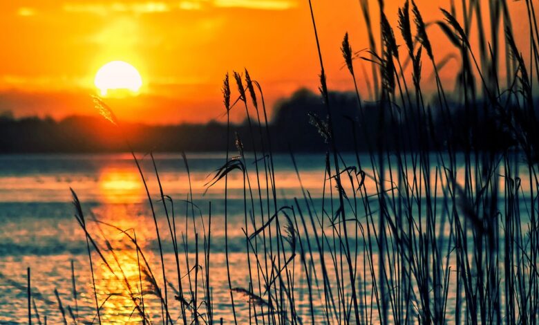 lake, reeds, sunset, landscape, nature, scenery, beach, water, reedy, silhouettes, backlighting, dusk, twilight, sun, lake, lake, sunset, sunset, sunset, sunset, sunset, landscape, beach, sun, sun, sun, sun